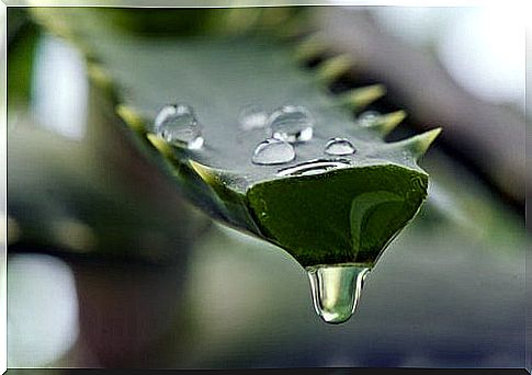 aloe vera to increase the number of platelets