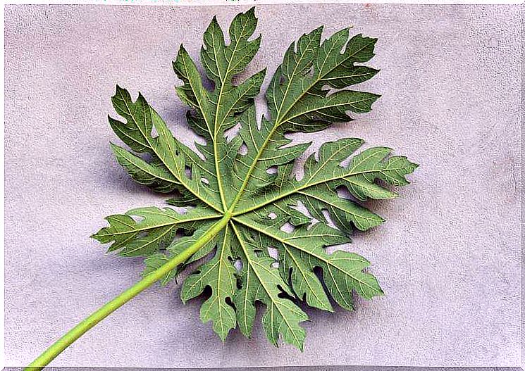 papaya leaves to increase platelet count