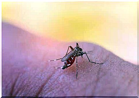 Close-up of mosquitoes on skin