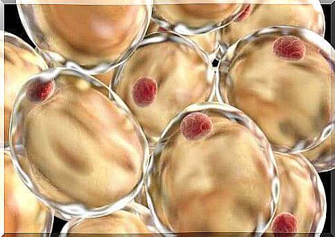 Illustration of the function of lipids