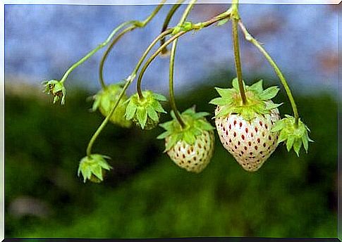 White strawberries