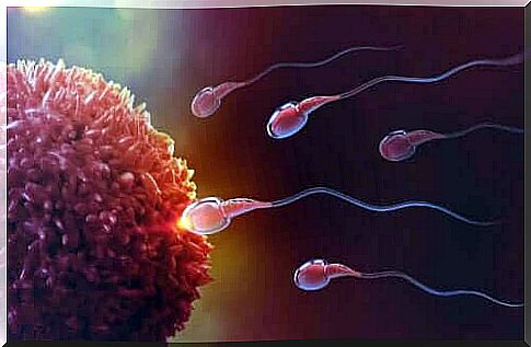 Illustration of fertilization