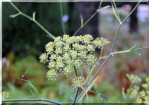 Fennel flower