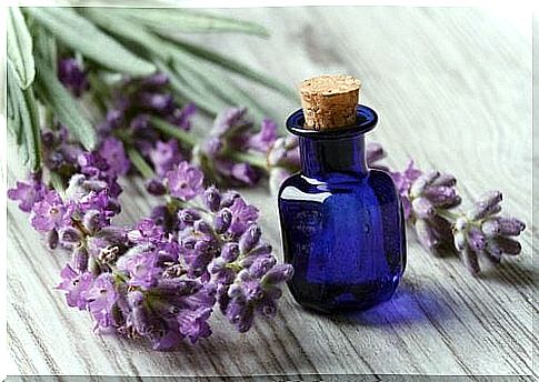 Lavender - natural treatment for lice