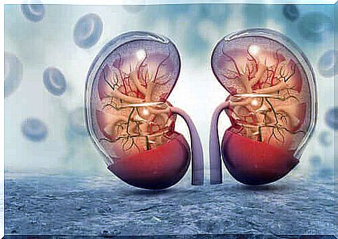 Illustration of kidneys