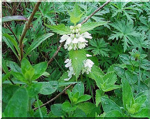 Coniferous flower