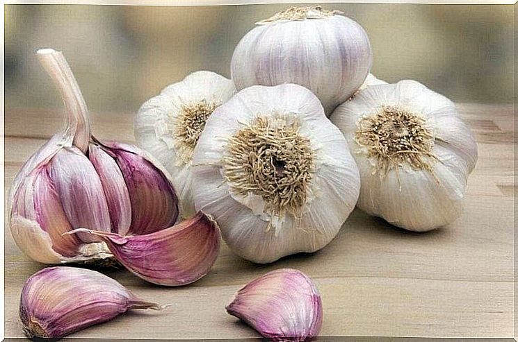 Garlic