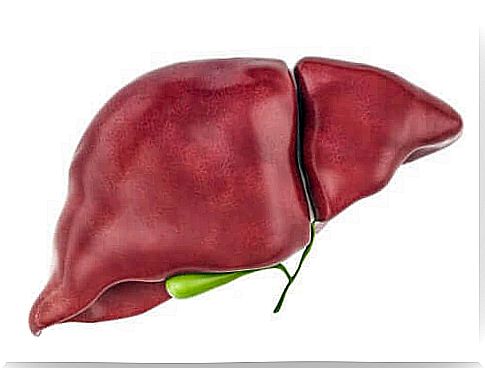 Illustration of liver