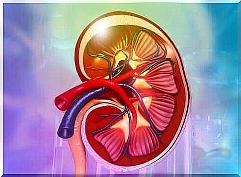 What do the kidneys actually do?