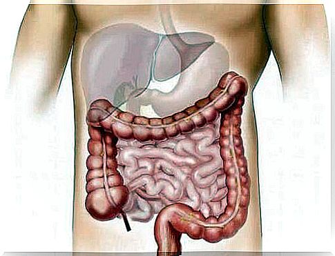 An illustration of an intestine